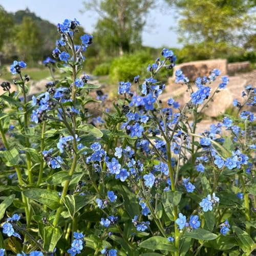 kaukasus vergissmeinnicht wildblumen balkonblumen kräutersamen pflanztöpfe winterharte stauden dauerblüher blumensamen blumensaat blumendeko wohnzimmer deko sommerblumen topfpflanze 250samen