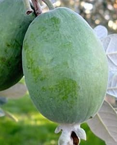 Feijoa 'Triumph' Riesenfrucht im Topf Ø 19 cm Höhe 100 cm