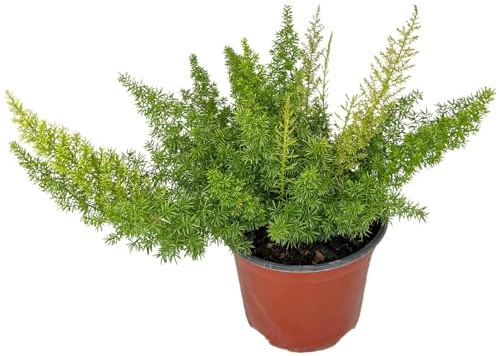 I Giardini di Giulia | Asparagus Meyeri Coda di Volpe Ø24 cm H.50 cm | Pianta Verde Decorativa per Interni ed Esterni | Facile da Curare e Resistente