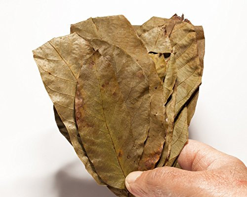 Premium Walnusslaub, 20 Blätter! Laub für das Garnelen, Krebse und Wels Aquarium