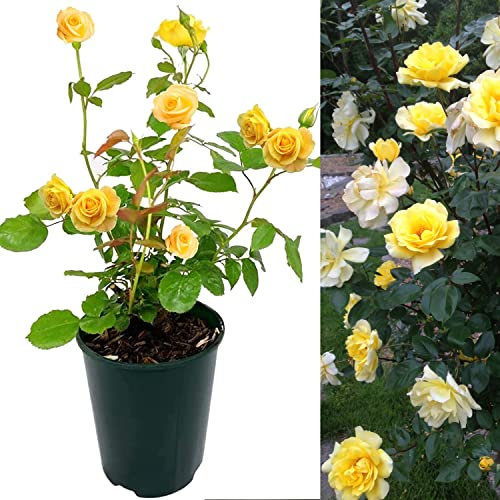 Rose Bush Smiley Face - Floribunda Yellow Rose Bush for The Garden in a 3Litre Pot (1)