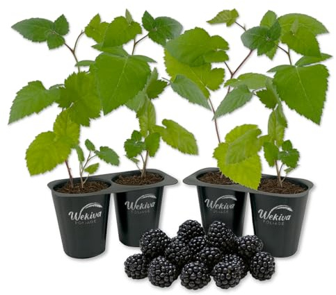 Ouachita BlackBerry Plant - 4 Live Starter Plants - Rubus - Edible Fruit Bearing Bush for Patio and Garden