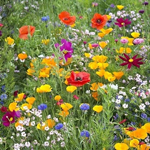 100g Dwarf Wild Flower Meadow Seeds Pure Flower 100% Pure Flower Seeds UK Company NO Grass Seed NO FILLERS