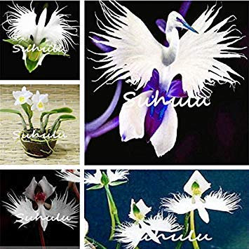 SEMI -30pcs giapponese Semi Orchidee Bianche e Nere Radiata Garzetta Orchid Semi Rare Specie di Fiori del Mondo per la decorazione domestica giardino 1