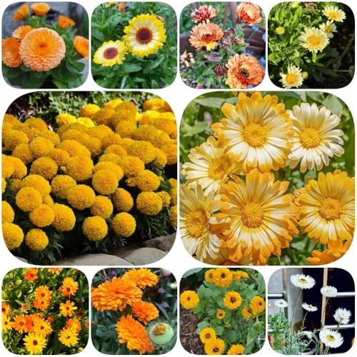 Semillas de caléndula - Caléndula officinalis regalos para jardineros de balcón semillas silvestres mariposas orgánico resistentes extraño 800pcs