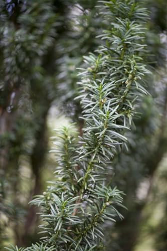 Taxus baccata 'Westerstede' 25–30 cm – Immergrün, Winterhart, Pflegeleicht – Eibe – Heckenpflanze für Garten & Sichtschutz