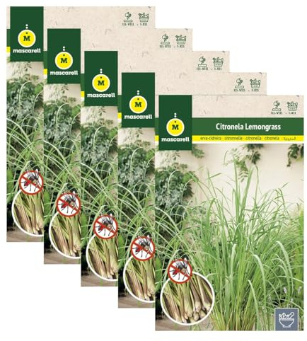 DECOALIVE | Semillas de Citronela | Pack 5 Sobres | Semillas Lemon Grass