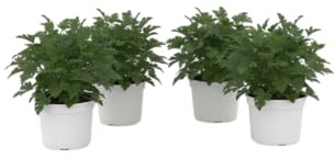 Pack Ventana Viva – Cuatro Geranio Perfumado Antimosquitos Naturales en Maceta | DECOALIVE Plantas de Exterior Decorativas