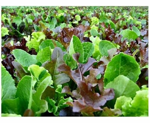 Buy4seeds 400 Seed Tape Lettuce Baby Mixed Leaf mesclun Mix 6M Useful for Garden and Outdoor