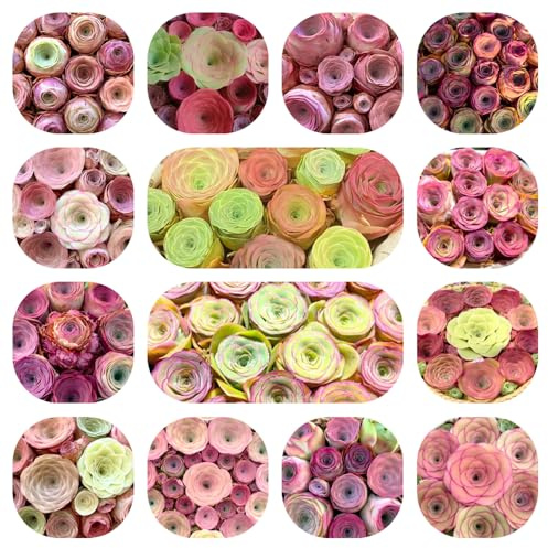 semi di grasse, succulente resistente tappezzante da balcone 300pcs