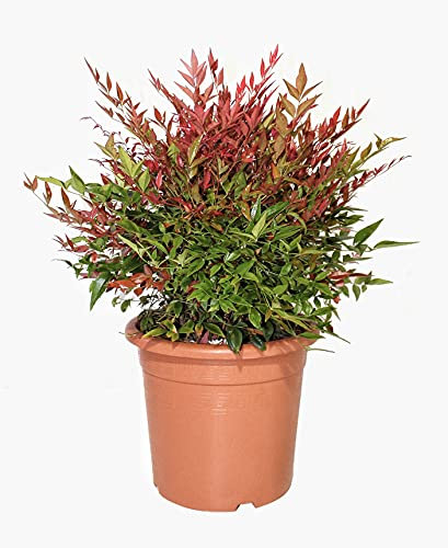 KENTIS - Nandina Domestica Obsessed ® - Piante da Esterno Vere Sempreverdi - Pianta da Giardino Resistente al Freddo - H 40-60 cm Vaso Ø 24 cm