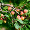 semillas resistentes del albaricoquero, Árboles frutales, compra regalos para los amantes del jardín, semillas de albaricoque Árboles resistentes al jardín, plantas de jardín 8pcs