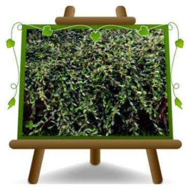 Cotoneaster Salicifolius Repens Plantes couvre-sol Pot: 18 cm