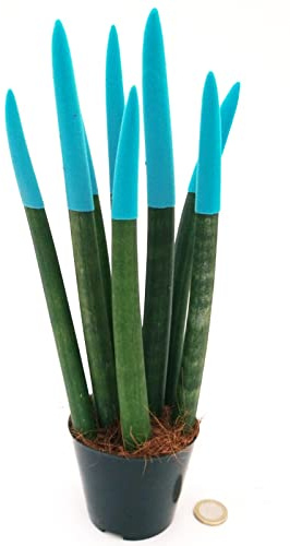 POWERS TO FLOWERS - SANSEVERIA CILINDRICA COLOR LIFE AZZURRA, ALTEZZA 25/30CM, pianta vera