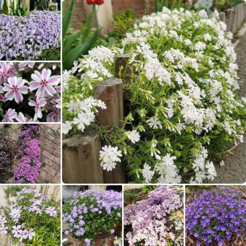 Semillas de Phlox de alfombra - jardin resistentes Phlox subulata - cobertura del suelo para el jardín de balcón resistentes 150pcs