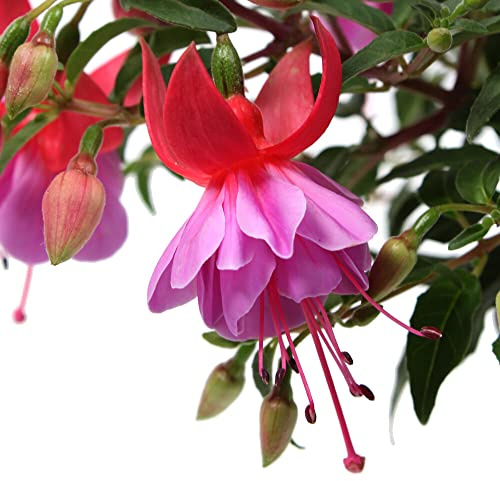 Fuchsia Natural La Planta que Mejorará el Ambiente de tu Hogar y Oficina