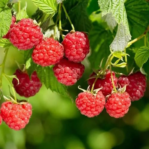 Nouveau Frais 100 pièces graines de fruits framboise