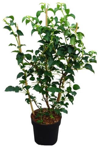 Kletterhortensie, Zierstrauch, Gartenpflanze, Kletterpflanze, immergrüne Pflanze, dekorative Blüten, Schattenpflanze, pflegeleichte Kletterpflanze, sommerblühend