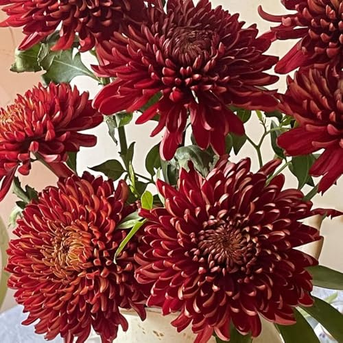 semi di crisantemo - perenni resistenti tappezzanti giardino esterno aiuola rialzata 150pcs