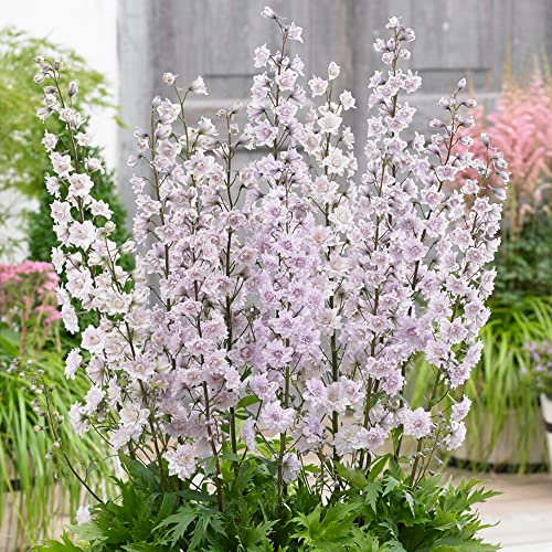 Delphinium Highlander Cha Cha - Larkspur | Outdoor Perennial Plants Garden Ready (15-25cm Incl. Pot)