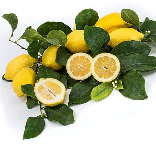 PIANTA DI LIMONE 4 QUATTRO STAGIONI LUNARIO CM 140/150 (foto reali) IN FITOCELLA (Zagara Bianca)
