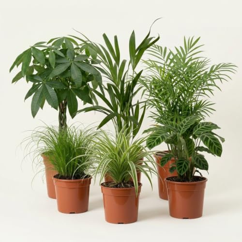 “Katzenliebhaber” Pflanzenset | 6er-Set | Katzengras, Bergpalme, Areca, Grünlilie, Calathea, Pachira | ca. 30-50 cm | Ø 12-15 cm Topf | Pflegeleichte Zimmerpflanzen für Wohnung und Büro