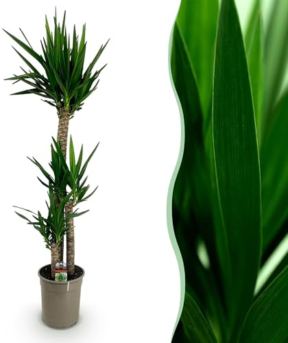 Yucca elephantipes - Yucca - Peu d'entretien - Vert - 155-170cm - Ø27cm - Plante d'intérieur - Vert persistant