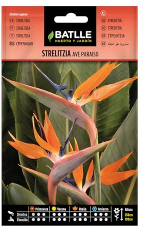 Semillas de Strelitzia Ave del paraíso - Calidad y Versatilidad ?