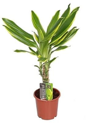 DECOALIVE Planta Natural Tronco de Brasil Dracaena Color Yellow Coast, 8435712001571