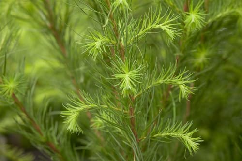 Europäische Lärche Larix decidua 150-200 cm Heckenpflanze winterhart