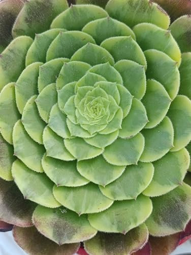 Aeonium Fiesta specie arbustiva forma di rosa variegata