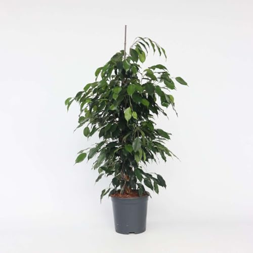 Ficus Benjamina 'Danielle' - 100-110cm - Ø21cm
