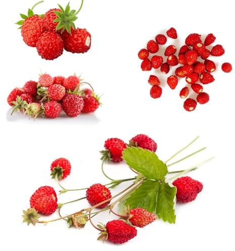 Semillas de fresa mensuale, para lugares soleados Fragaria vesca, fresas silvestres, fresca enanos resistentes de exterior 250pcs