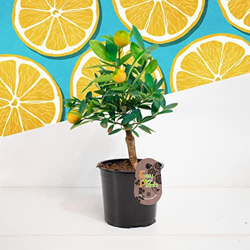 1 Standing Scent Lemon Juicy Healthy Citrus Fruit Tree in 12cm Pot Indoor House Plant