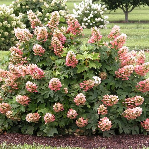 GARTEN SCHLÜTER® Eichenblättrige Hortensie ‘Ruby Slippers’ - 40-60 cm