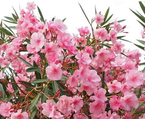 Packung mit 100 rosa Oleander-Blumensamen