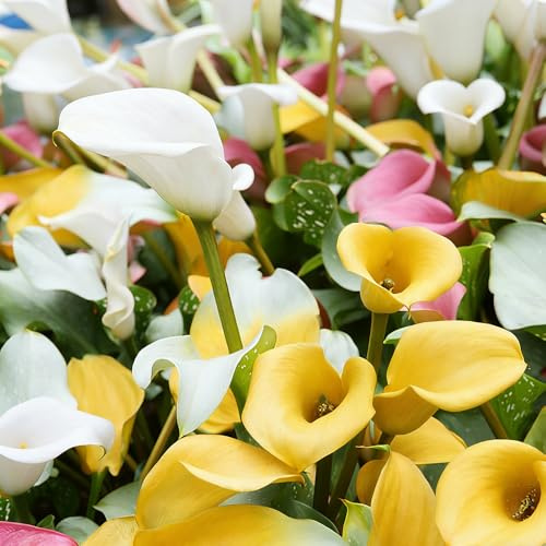 calla di giardino decorativi resistenti balcone resistenti 5Bulbi