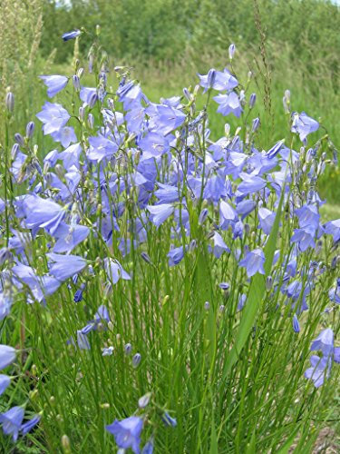 Semi/Packet 1.000 rotundifolia Campanula harebell