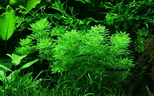 Tropica Aquarium Pflanze Limnophila sessiliflora Nr.047 Wasserpflanzen Aquarium Aquariumpflanzen
