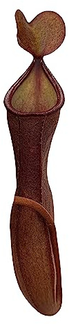 Nepenthes 'Rebecca Soper' Tropical Carnivorous Pitcher Plant