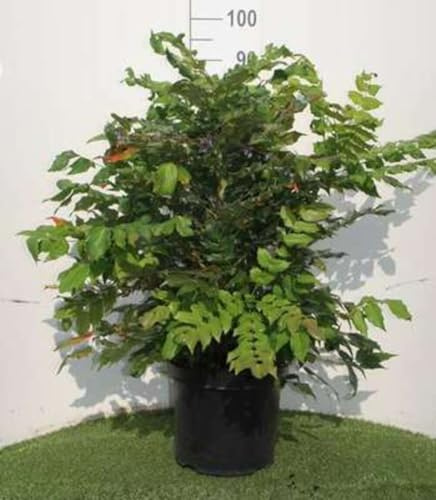 Mahonia japonica (bealei) - Mahonie 50-60 cm - Container