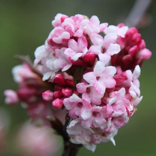 Plant Theory Dawn Viburnum x Bodnantense Shrub Plant 2L Pot