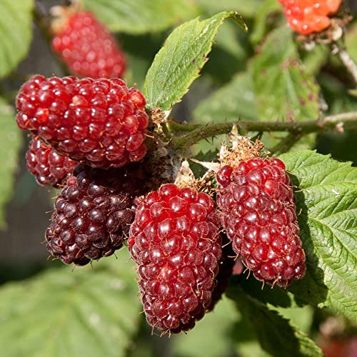 Tayberry Plant Buckingham - Hardy Hybrid Berry Bush with Large Juicy Fruits, Exceptional Flavour, and High Yield Ideal for Garden Beds, Borders, & Containers - 1x 2 Litre Pot by Thompson and Morgan
