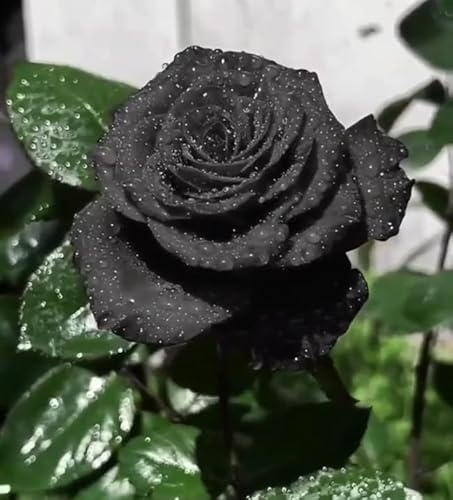 Rosa rara - Arbusto di rosa perenne resistente - Molto profumato - Adatto per la coltivazione in vaso e nel terreno-1 root-E