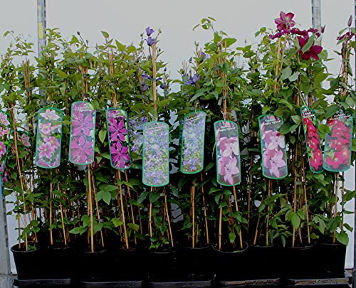 Clematis integrifolia 'Aljonushka' 60-100 cm – Winterhart, Mehrjährig, Pflegeleicht – Waldrebe – Staude für Beet & Kübel
