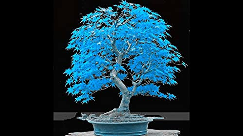 Genipap 20 semillas de árbol de arce bonsai japonés azul