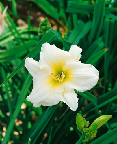 Hemerocallis x cult. 'Serena Madonna' ca. 11x11 cm Topf - Taglilie, cremeweiße Blüten, Blütezeit Juni-August, ideal für Rabatten, pflegeleicht und winterhart