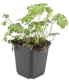Bodendecker - Schnee-Storchschnabel - Geranium sanguineum 'Album' - 9cm Topf - Set mit 60 Pflanzen