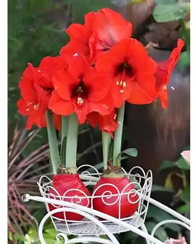 GewachsteAmaryllisZwiebeln,zwiebeln,schnell wachsender topf,gartenpflanzen,dekoration wohnzimmer hochbeete für garten,DekorativePflanzen1pcs
