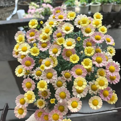semillas de margarita, resistente al invierno, jardín al aire libre, primavera decorativa para parterres elevados 1000pcs
